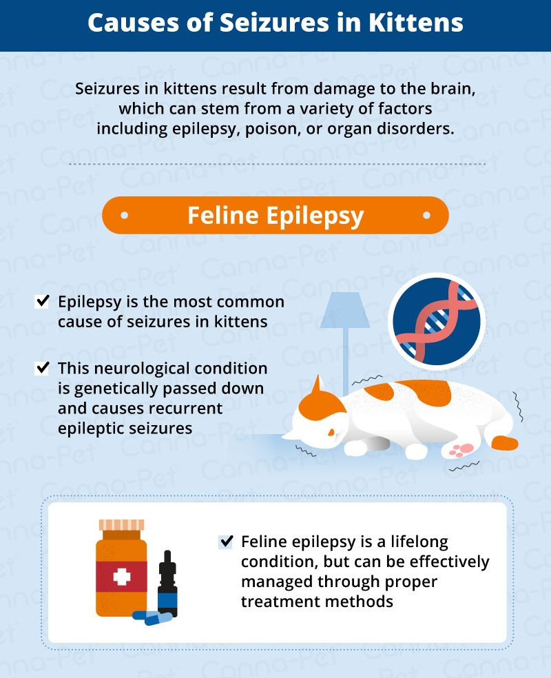 Causes, Symptoms, and Treatments of Kitten Seizures