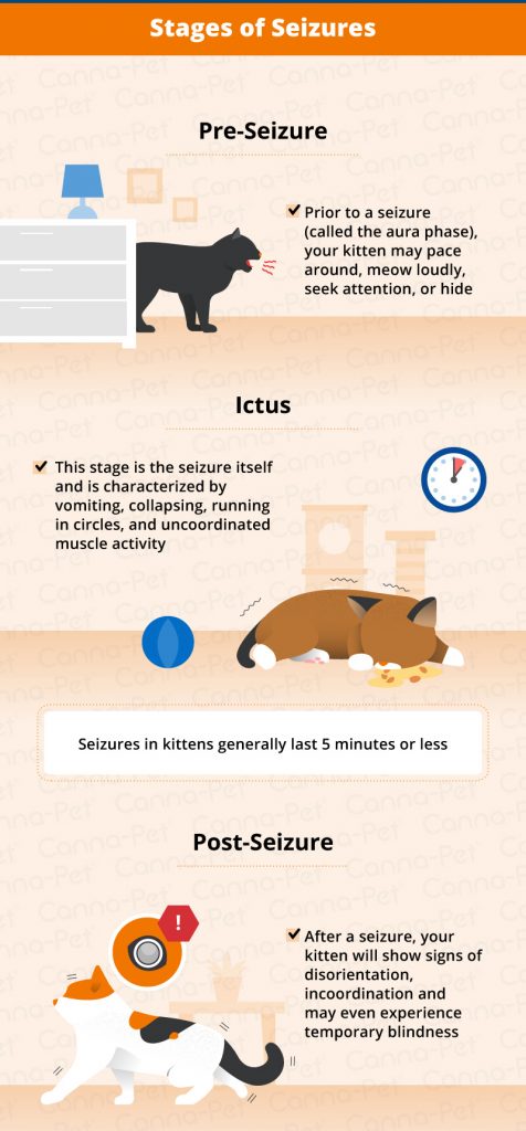 Kitten Seizures: Causes, Symptoms, & Treatment 