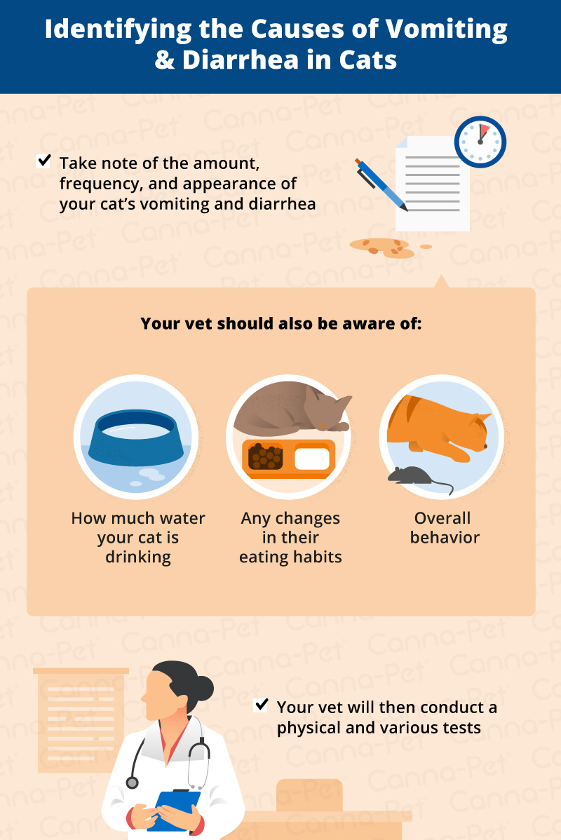 Causes of Vomiting & Diarrhea in Cats CannaPet