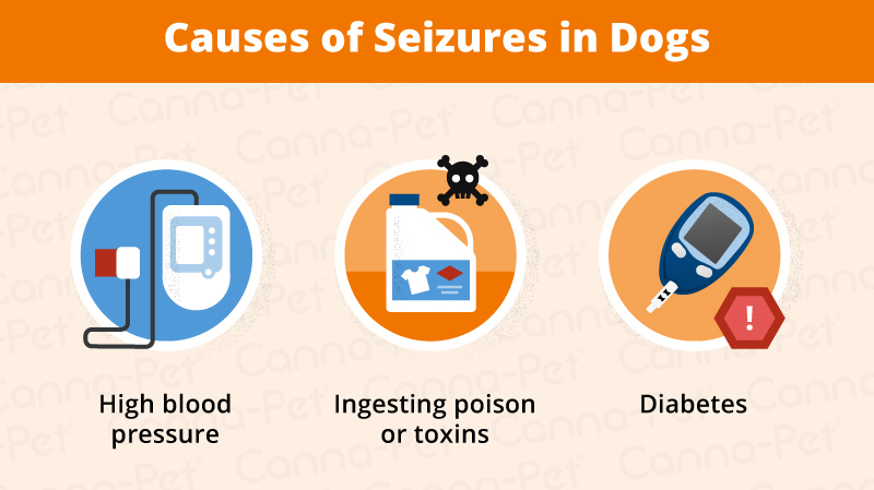 Dog Breeds Prone to Seizures