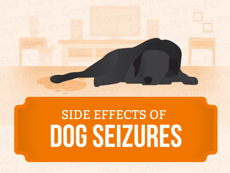 Side Effects of Dog Seizures