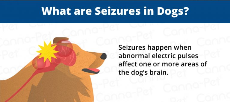 Side Effects of Dog Seizures | Canna-Pet