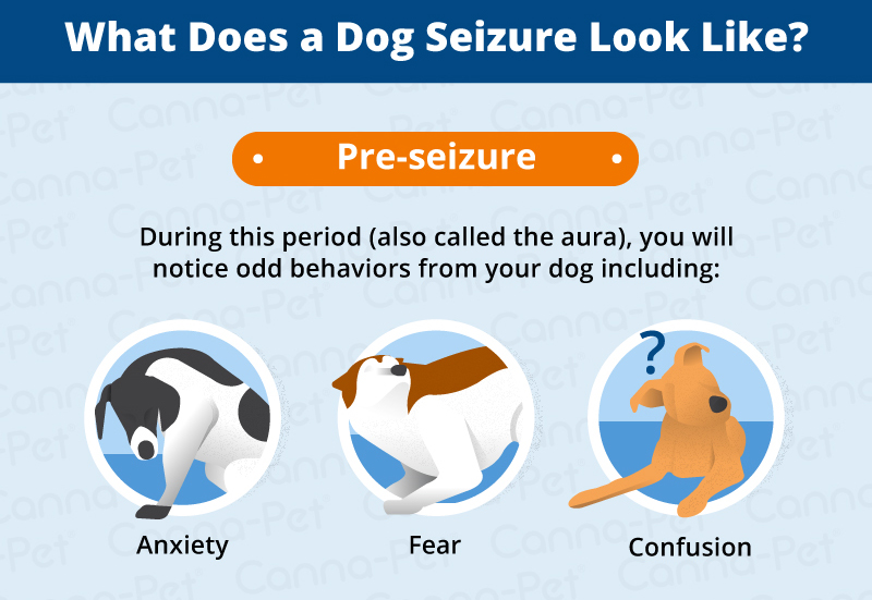 Side Effects of Dog Seizures CannaPet