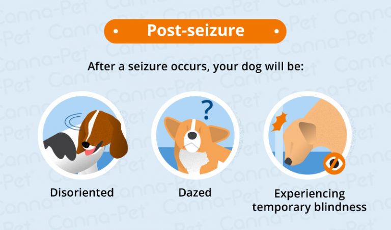 Side Effects of Dog Seizures | Canna-Pet