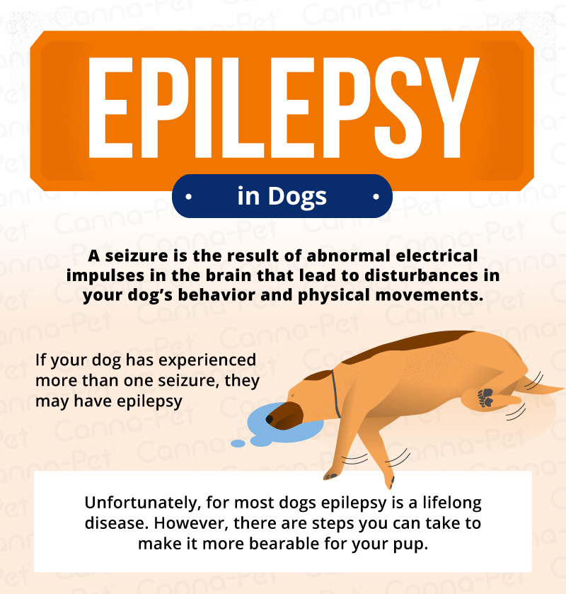 Epilepsy In Dogs Signs Symptoms Treatment Canna Pet