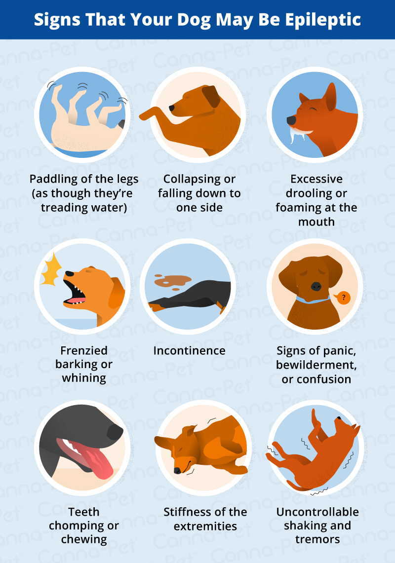 what are the signs of a dog having seizures