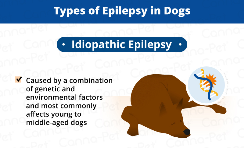 is epilepsy in dogs curable