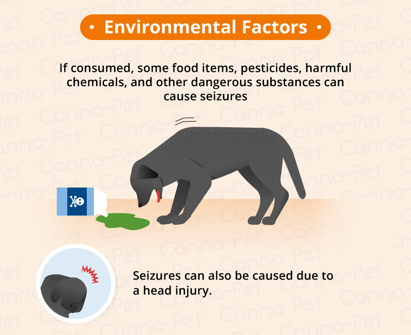 Environmental factors in dog epilepsy