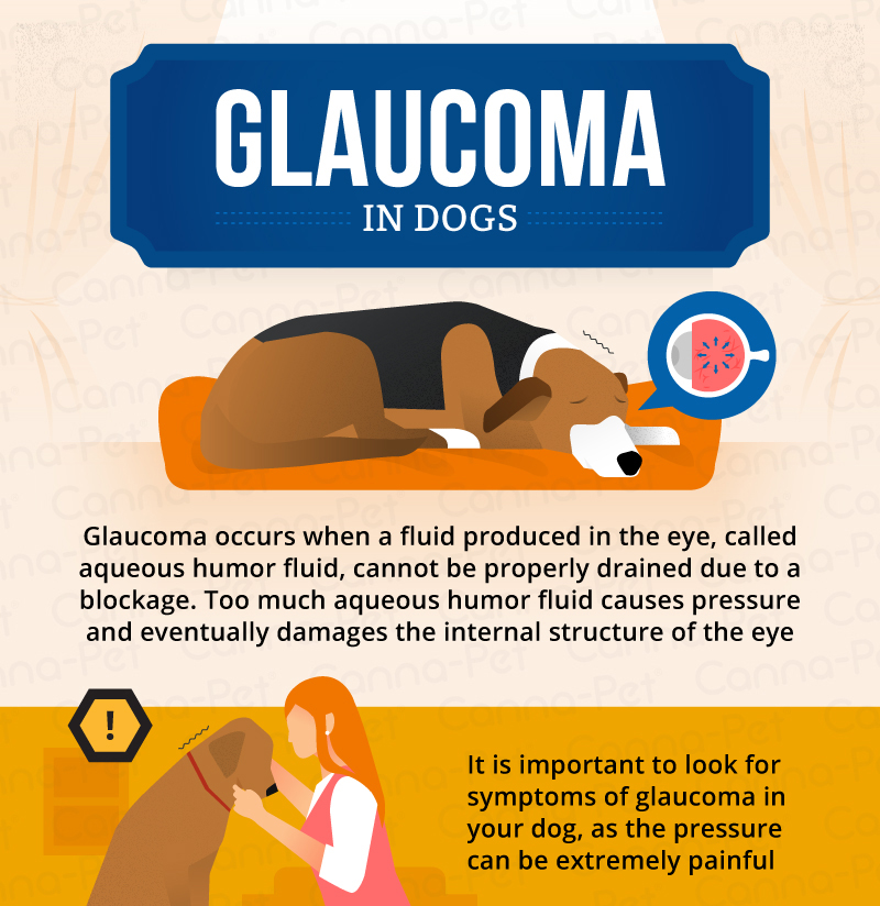Glaucoma in dogs infographic