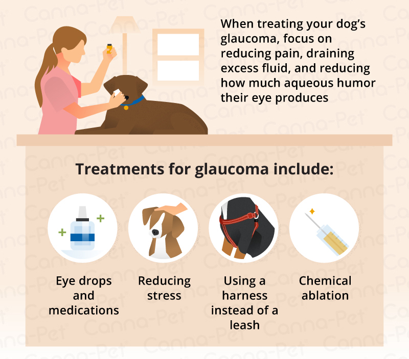 treatments for dog glaucoma