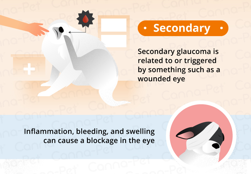 secondary glaucoma in dogs