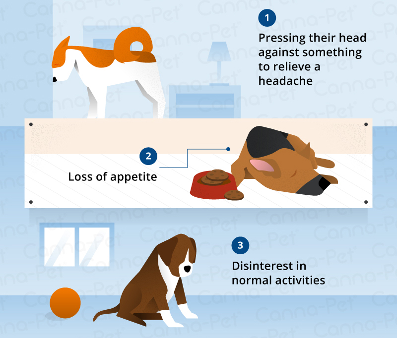 signs of dog glaucoma