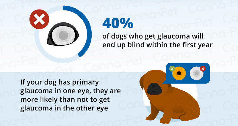 dog glaucoma statistics