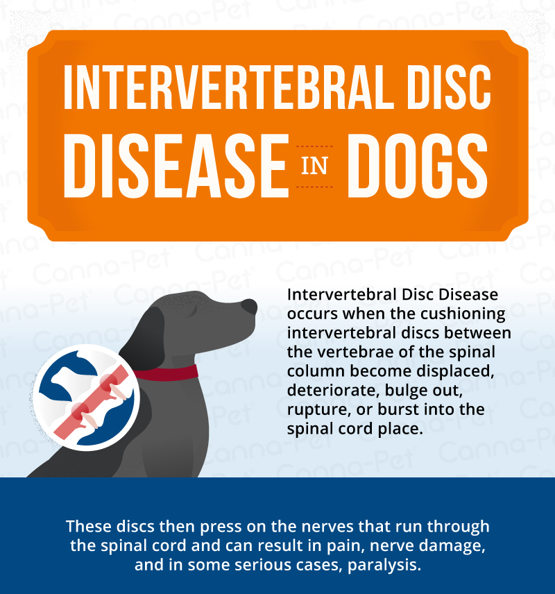 IVDD in Dogs infographic