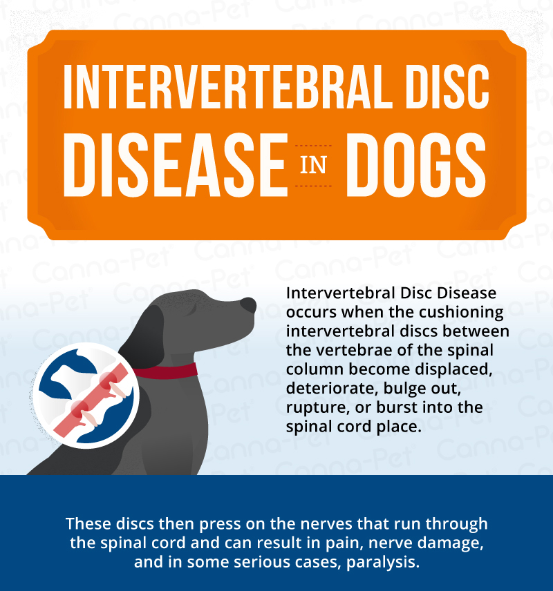 Ruptured disc in dogs hot sale back