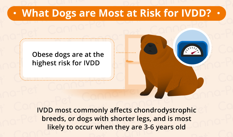 dogs at risk of IVDD