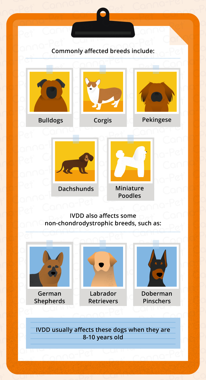 dog breeds with ivdd