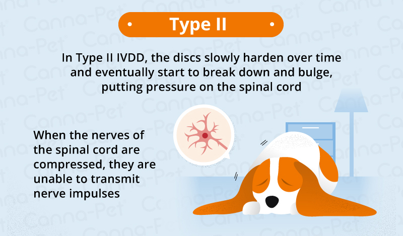 type 2 ivdd in dogs
