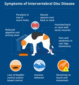 Intervertebral Disc Disease (IVDD) in Dogs | Canna-Pet