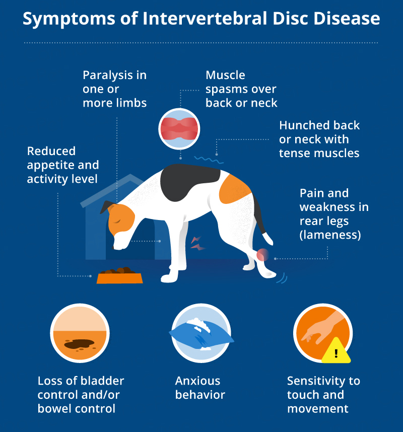 symptoms of ivdd in dogs