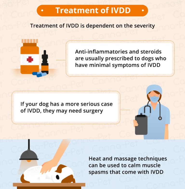 Intervertebral Disc Disease (IVDD) in Dogs | Canna-Pet