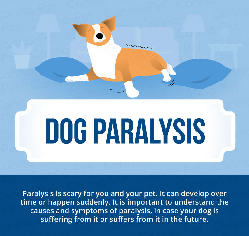 dog paralysis infographic