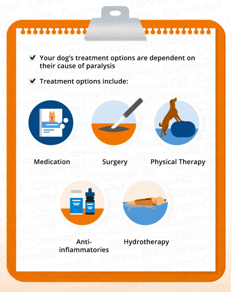 Dog Paralysis Common Causes & Treatment CannaPet