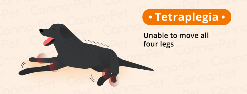 Dog Paralysis Common Causes Treatment Canna Pet