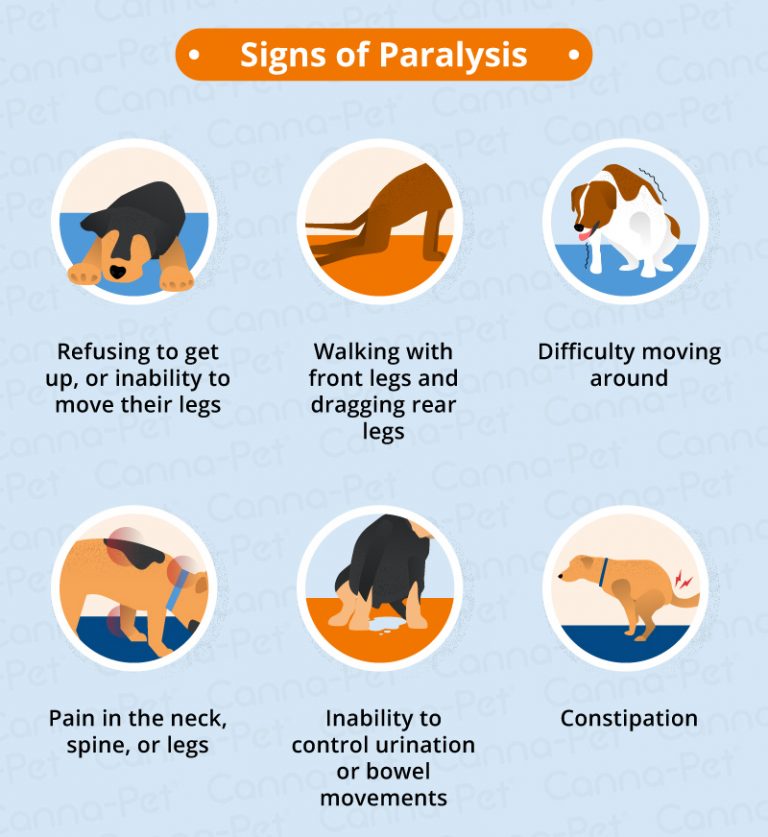 Dog Paralysis Common Causes & Treatment CannaPet