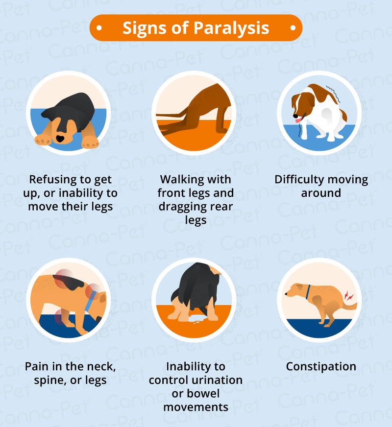 signs of dog paralysis