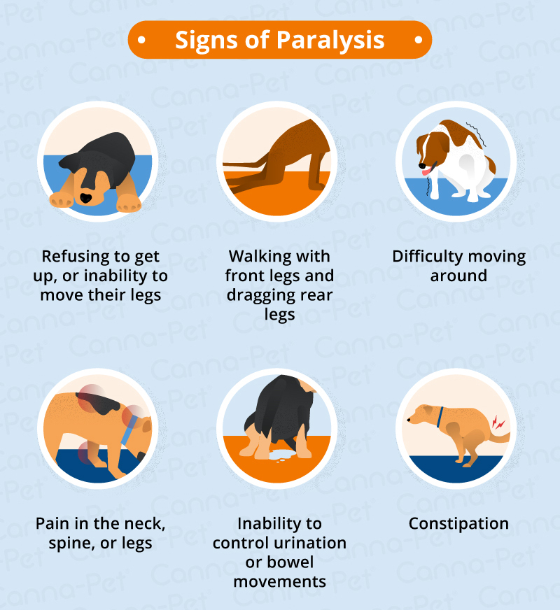 what could cause paralysis in dogs back legs