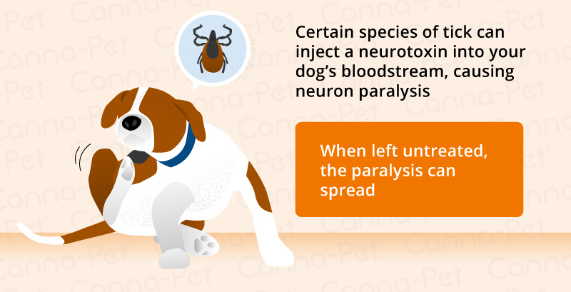 causes of dog paralysis