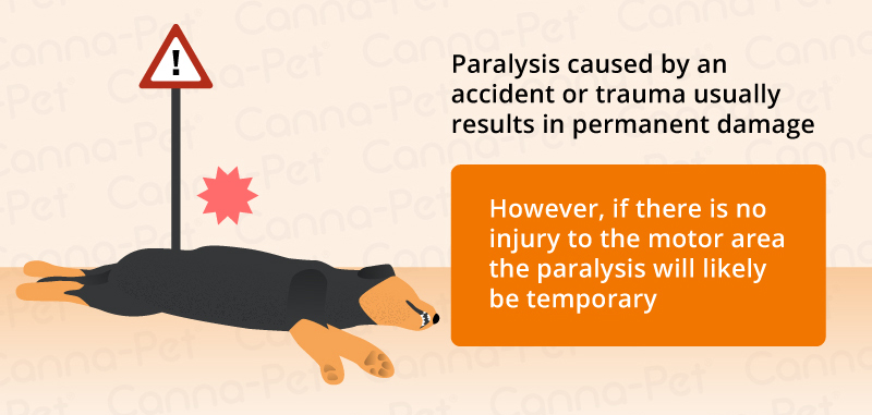 causes of dog paralysis