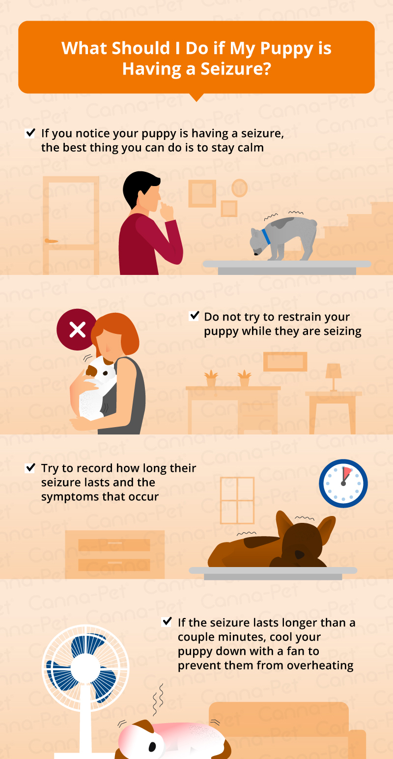 Seizures in Puppies: Causes & Symptoms | Canna-Pet