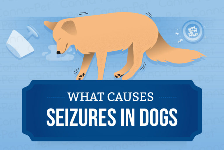 What Causes Seizures in Dogs? CannaPet