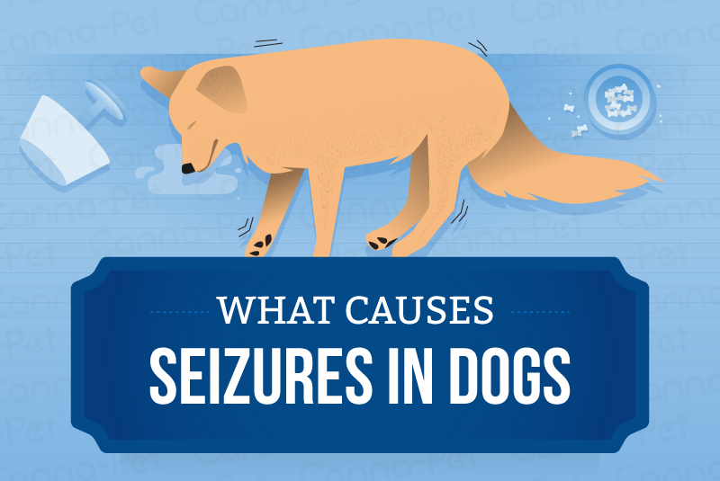 What causes seizures in dogs?