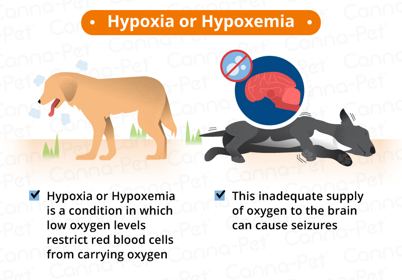 hypoxia dog seizures