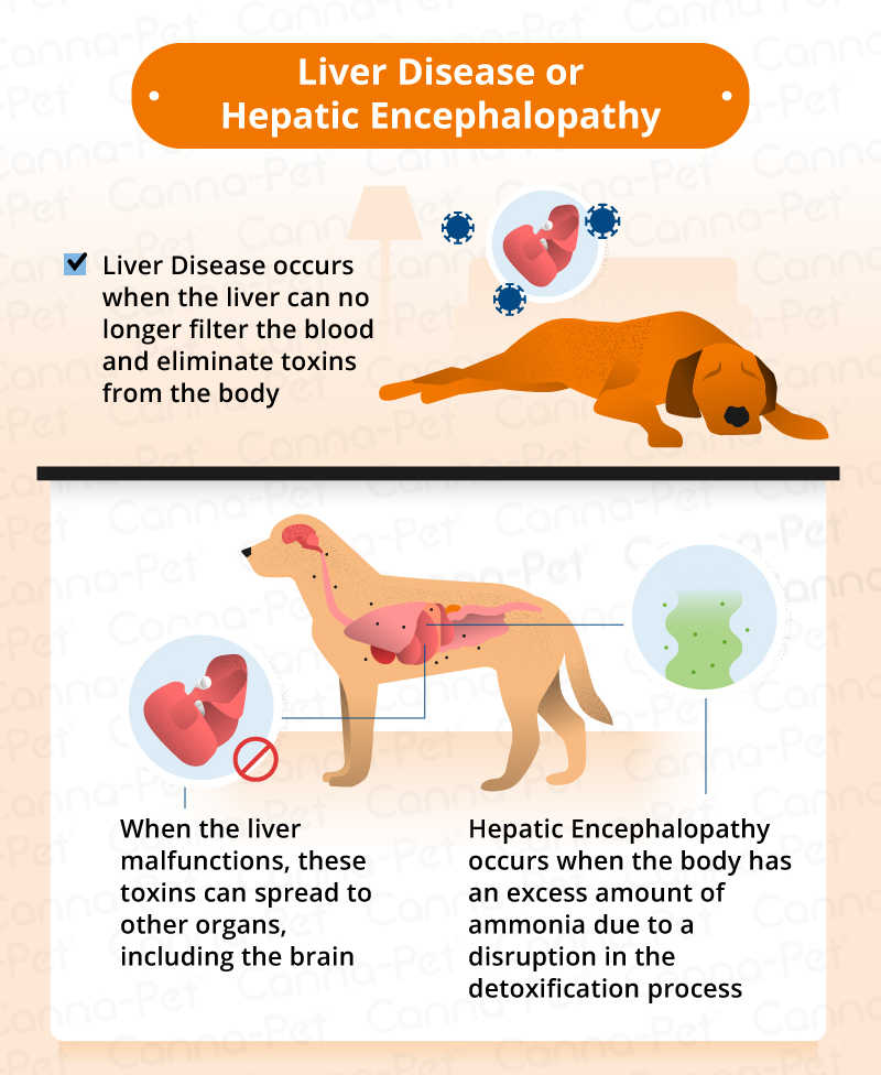 what-are-the-symptoms-of-liver-failure-in-a-dog