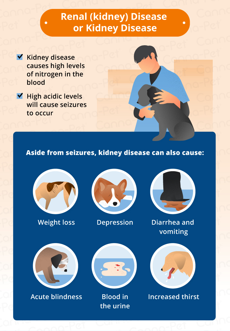 kidney disease dog seizures