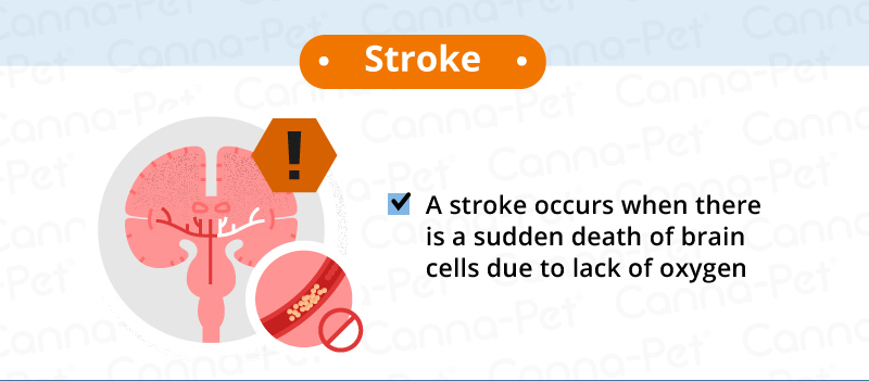 stroke dog seizures