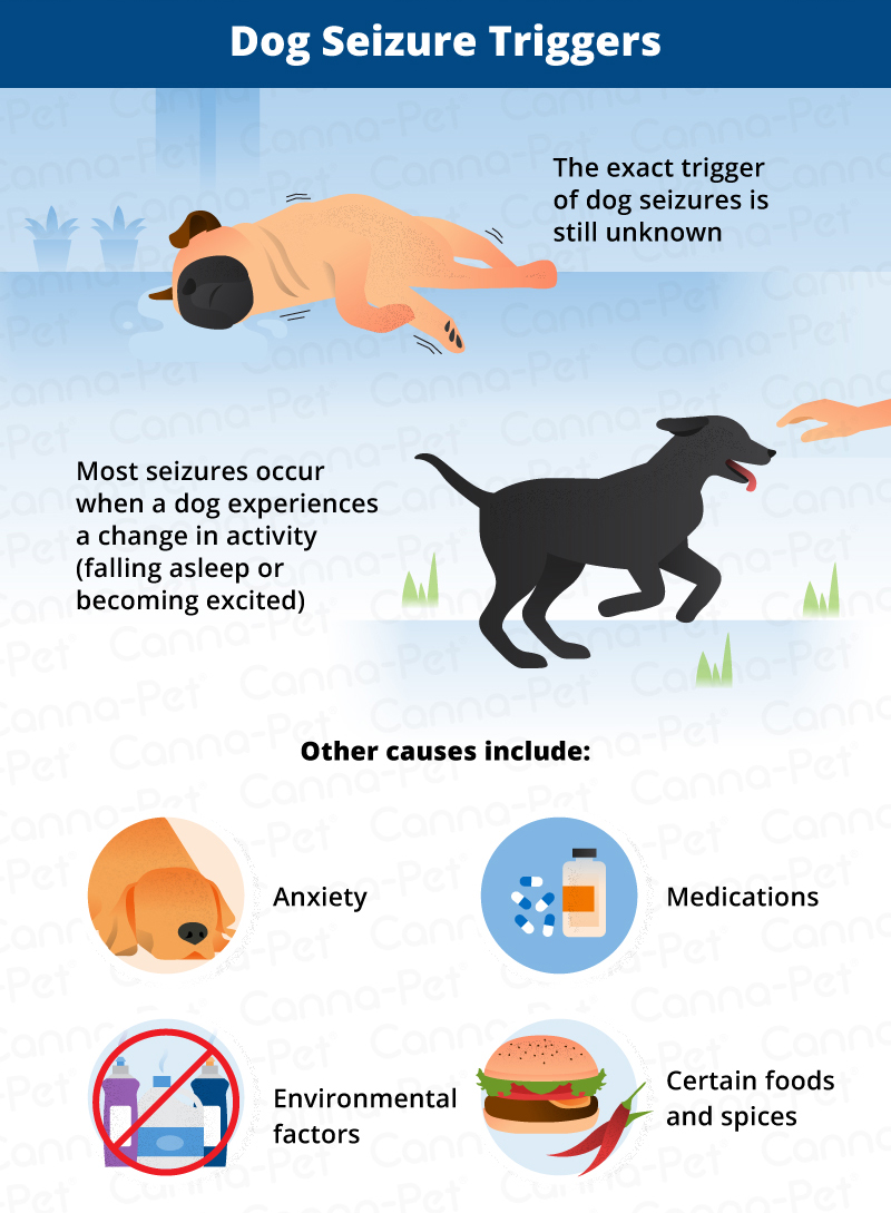 Triggers of dog seizures