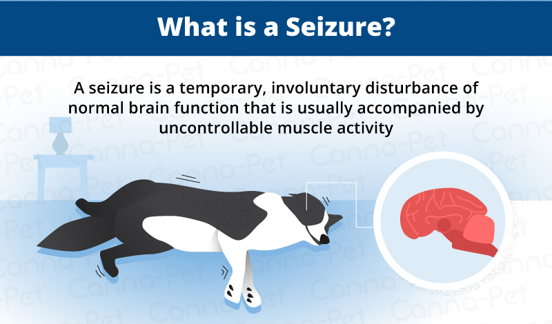 What is a seizure in dogs?