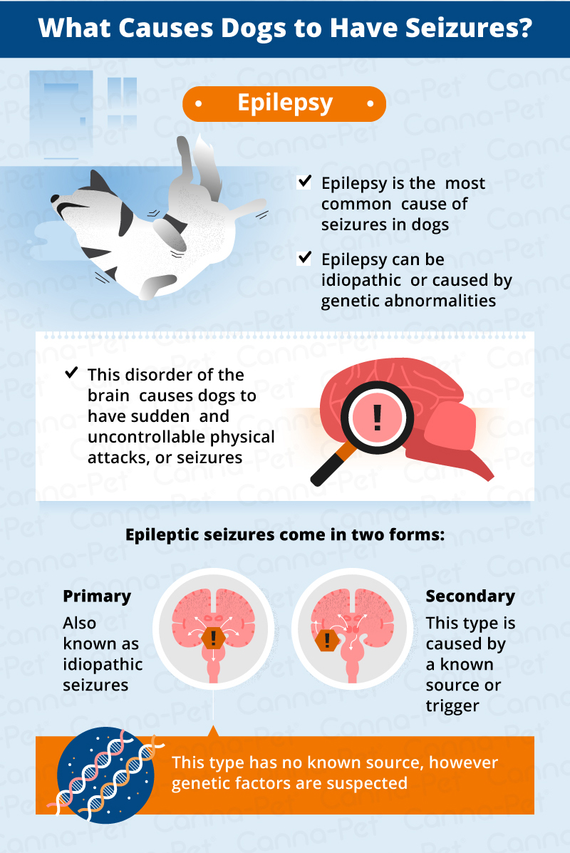 Epilepsy dog seizure