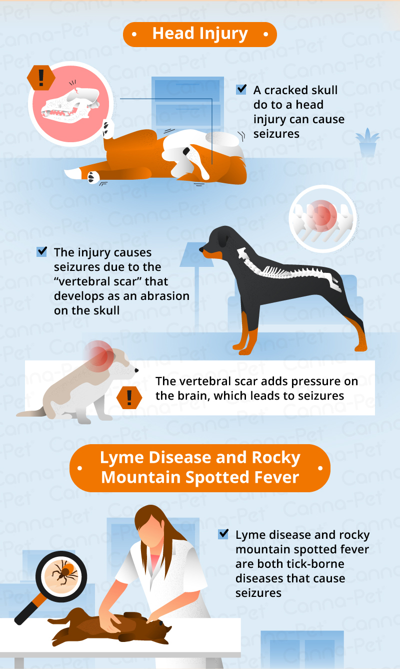 What Causes Seizures In Dogs Canna Pet