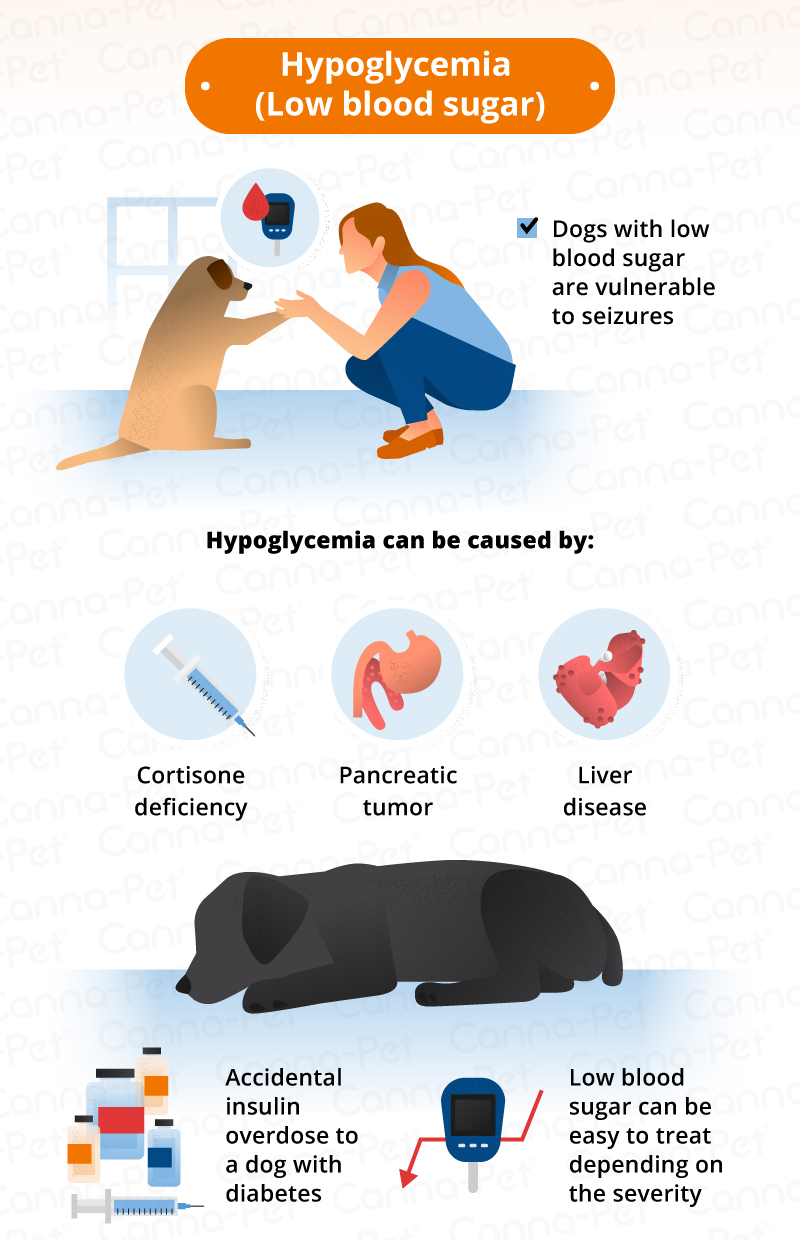 Hypoglycemia dog seizures