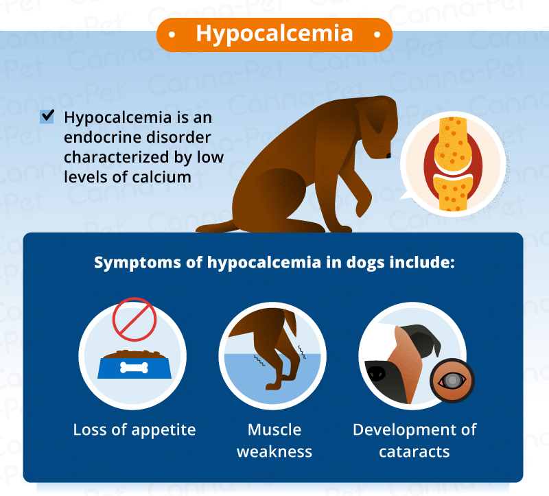 hypocalcemia dog seizures