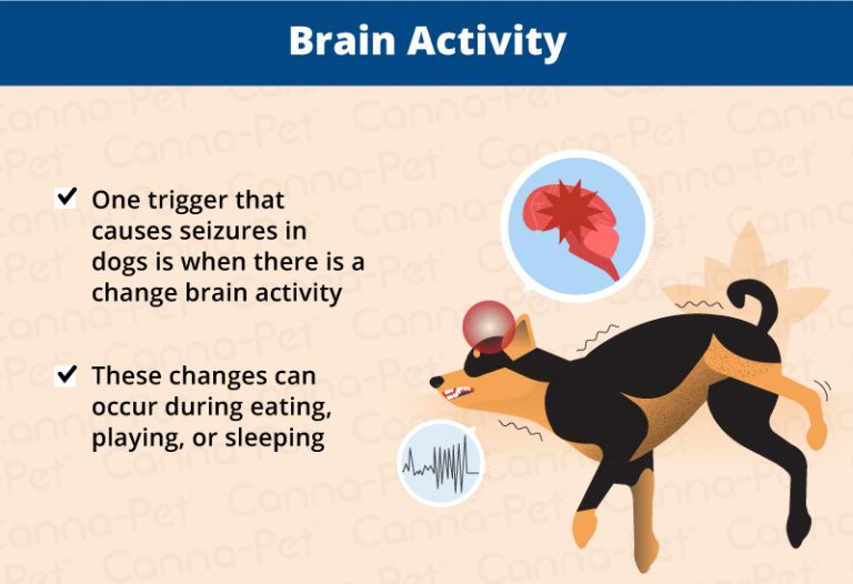 Why Do Dogs Have Seizures While Sleeping? CannaPet