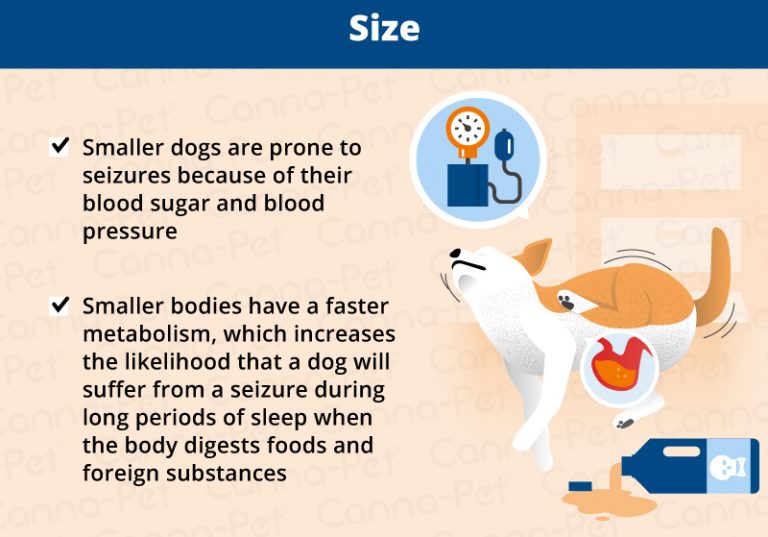 Why Do Dogs Have Seizures While Sleeping? CannaPet