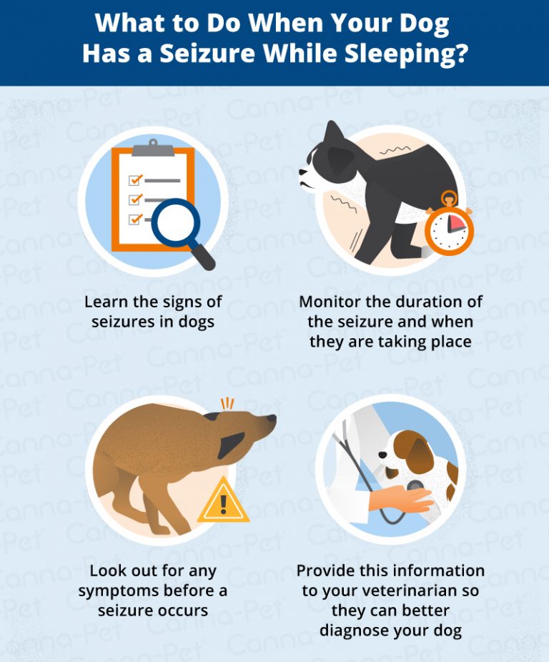 Why Do Dogs Have Seizures While Sleeping? | Canna-Pet
