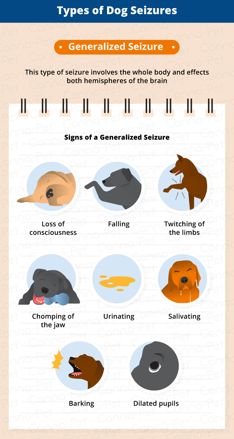 what-are-the-side-effects-of-seizures-in-dogs